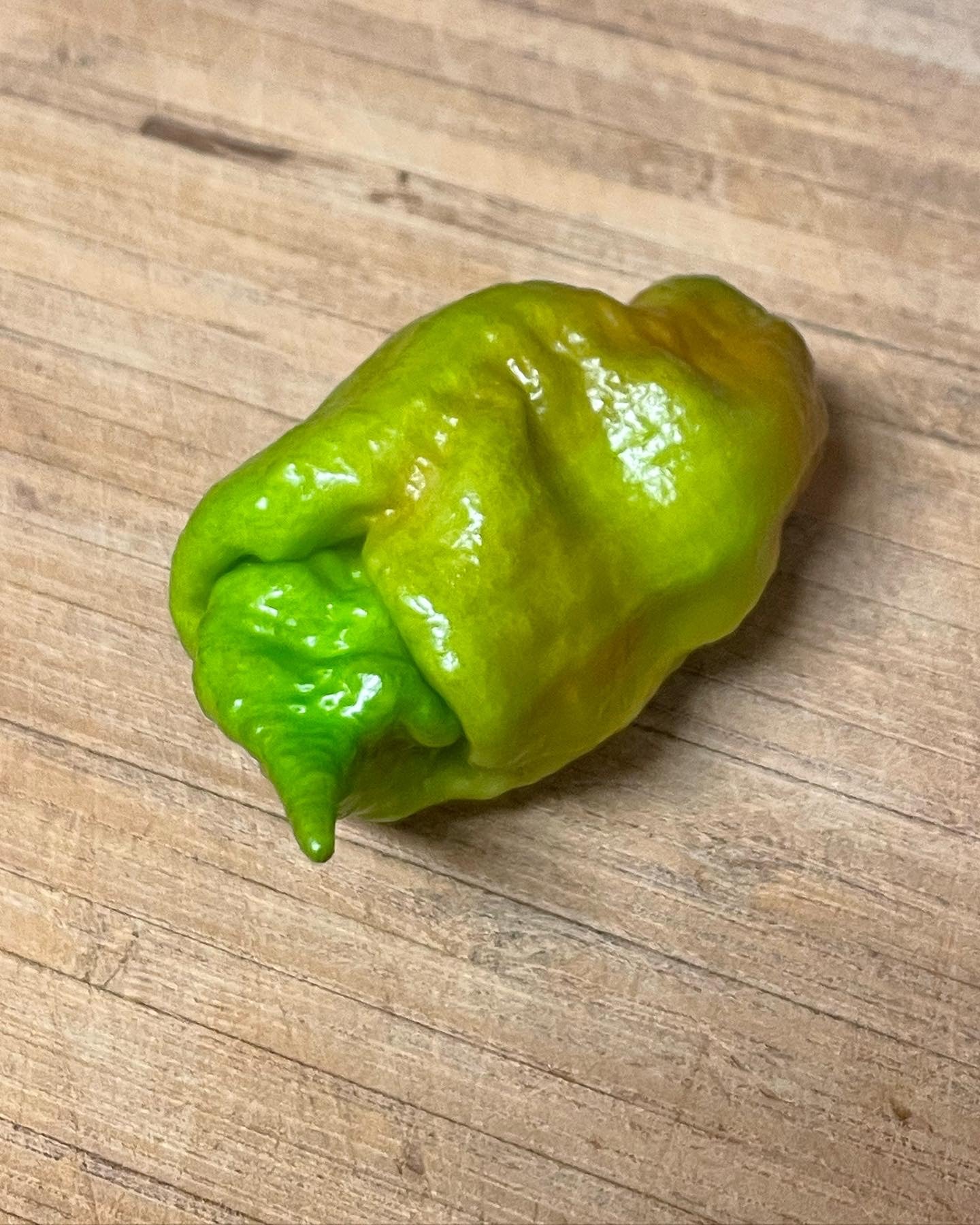 Rare Amnesia Hot Peppers - Hot Pepper Crossbreed