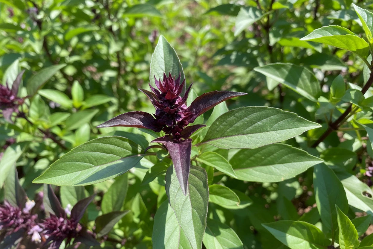 Heirloom Thai Basil Seeds Organic Non GMO Herb Seeds Spring Garden Gift Idea for Herbal Gardener Culinary Herb Seeds Asian Sweet Basil