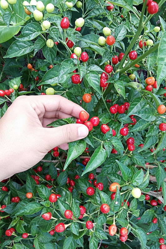 Wiri Wiri Hot Pepper Seeds