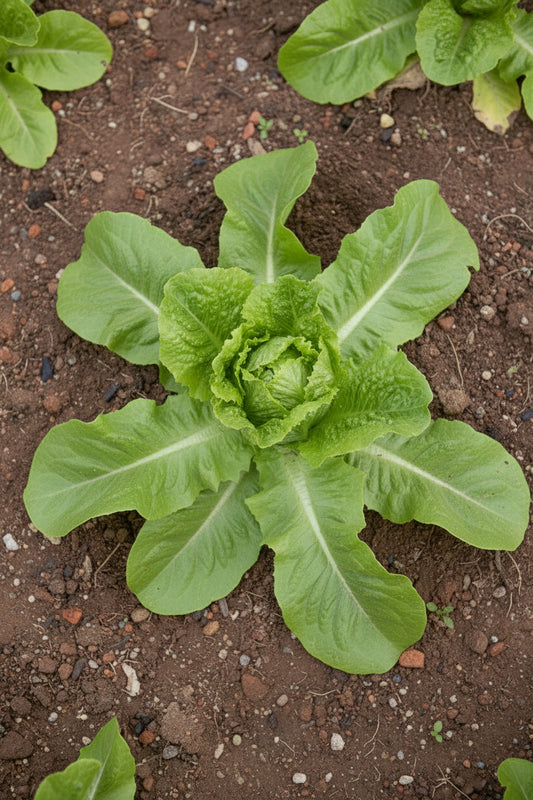 Iceberg Lettuce Seeds Organic Heirloom Salad Seeds Non GMO Vegetable Seeds Winter Garden Crop Spring Gardenening Gift Idea for Salad Lover