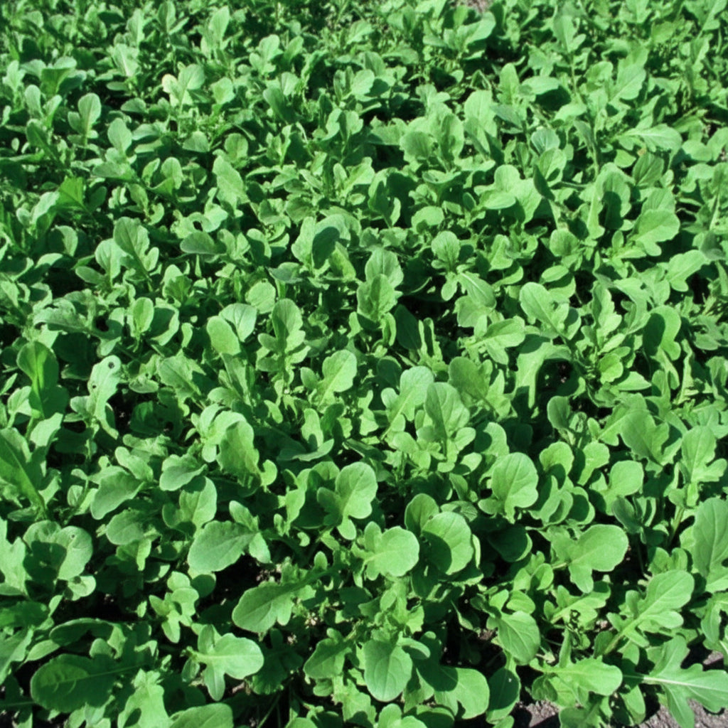 Italian Heirloom Organic Non GMO Arugula Rucola Coltivata Green Salad Seeds from Italy Summer Fall Lettuce Crop Garden Gift Healthy eating