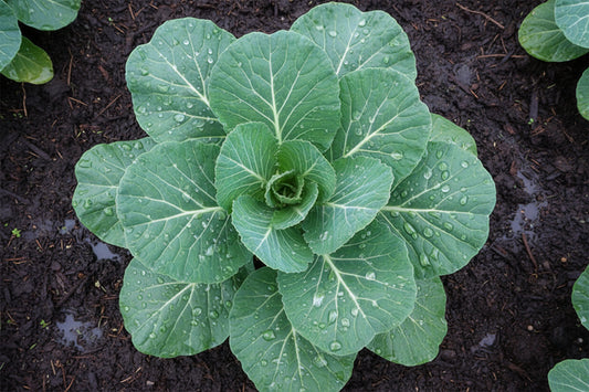 Georgia Southern Collard Seeds Organic Green Lettuce Heirloom Seeds Non GMO Salad Greens Winter Spring Garden Gift Idea for Salad Lover Gardener (Copy)