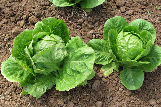 Iceberg Lettuce Seeds Organic Heirloom Salad Seeds Non GMO Vegetable Seeds Winter Garden Crop Spring Gardenening Gift Idea for Salad Lover