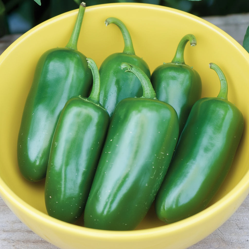 Jalapeño Hot Pepper Seeds
