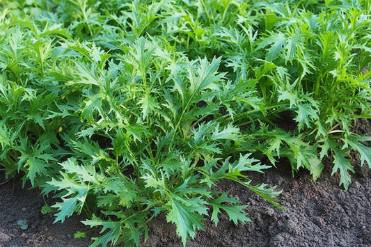 Mizuna Seeds Organic Green Lettuce Heirloom Seeds Non GMO Salad Greens Winter Spring Garden Gift Idea for Salad Lover Gardener (Copy) (Copy)