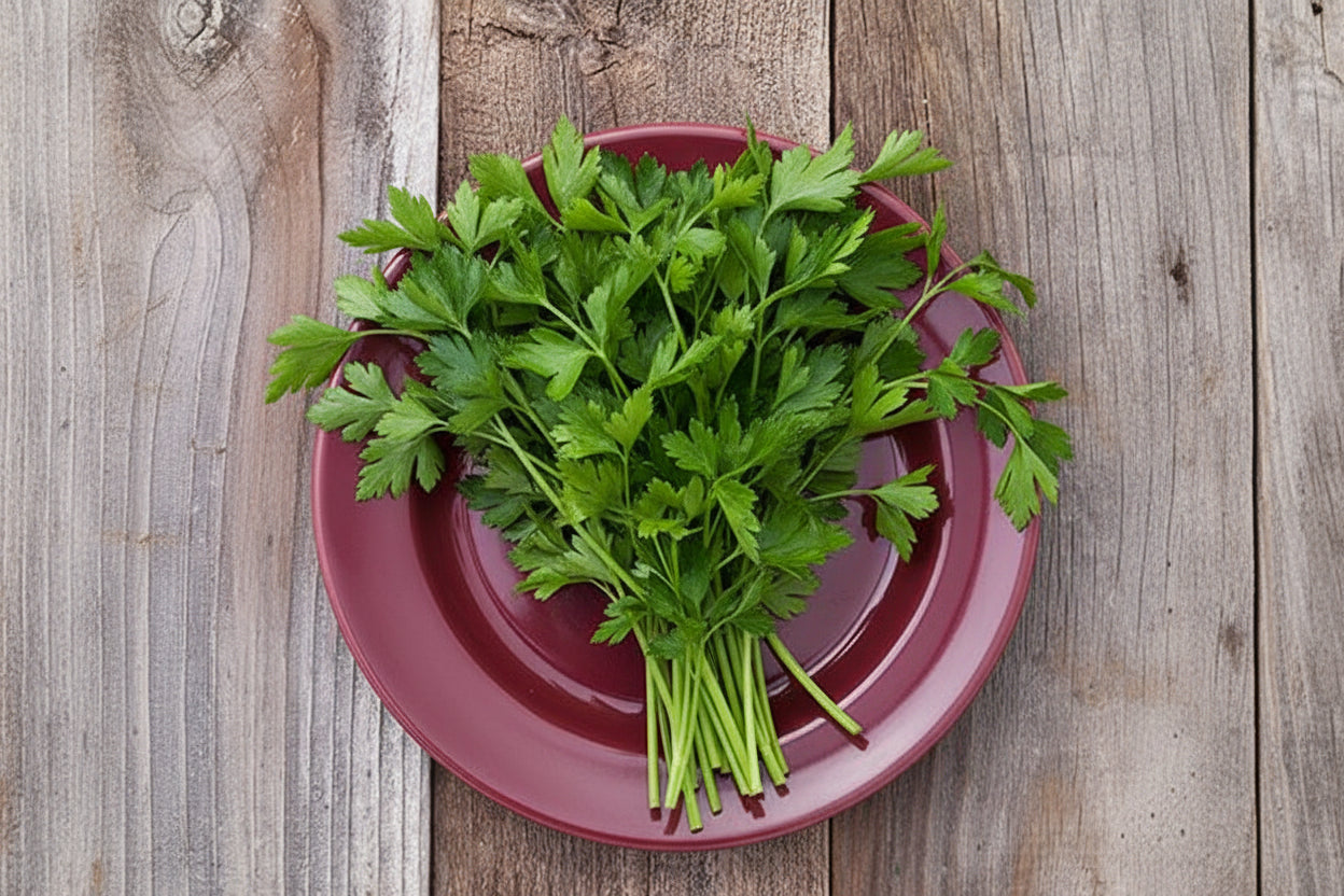 Italian Flat Leaf Parsley Organic Non GMO Green Salad Seeds from Italy Fall Winter Lettuce Crop Garden Gift Healthy eating