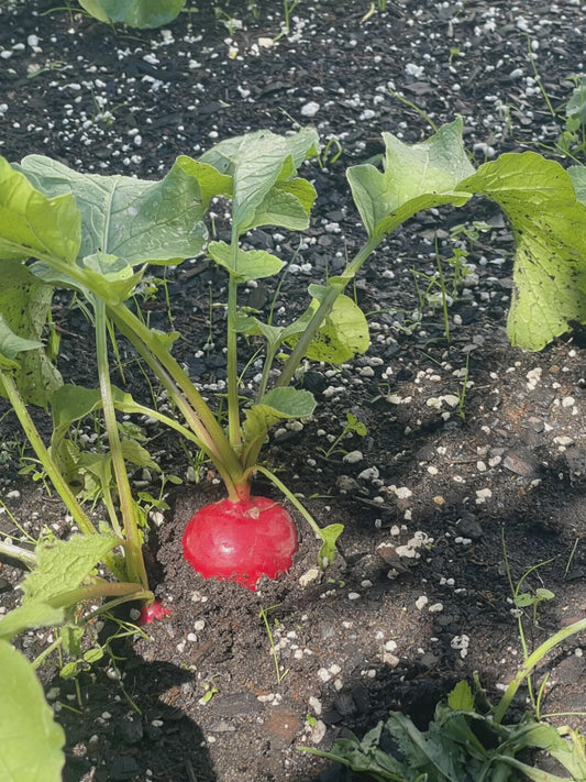 Cherry Giant Radish Seeds Heirloom Organic Vegetable Seeds Non GMO Organic Seeds Garden Gift Idea Spring Seeds for Gardener Veggie Lover