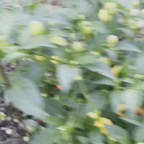 Wiri Wiri Super Hot Pepper Plant in the Garden from Guyana