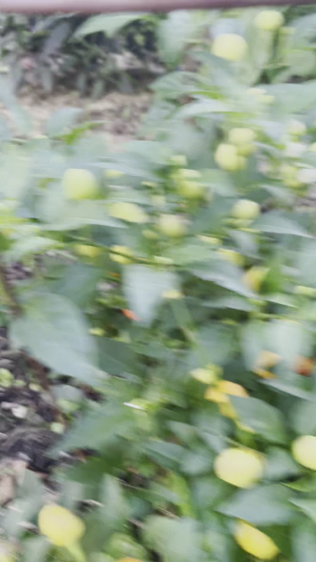 Wiri Wiri Super Hot Pepper Plant in the Garden from Guyana